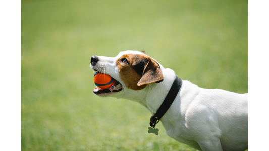 A Jack Russell Terrier with a black collar holds an orange ball in its mouth, standing on green grass.