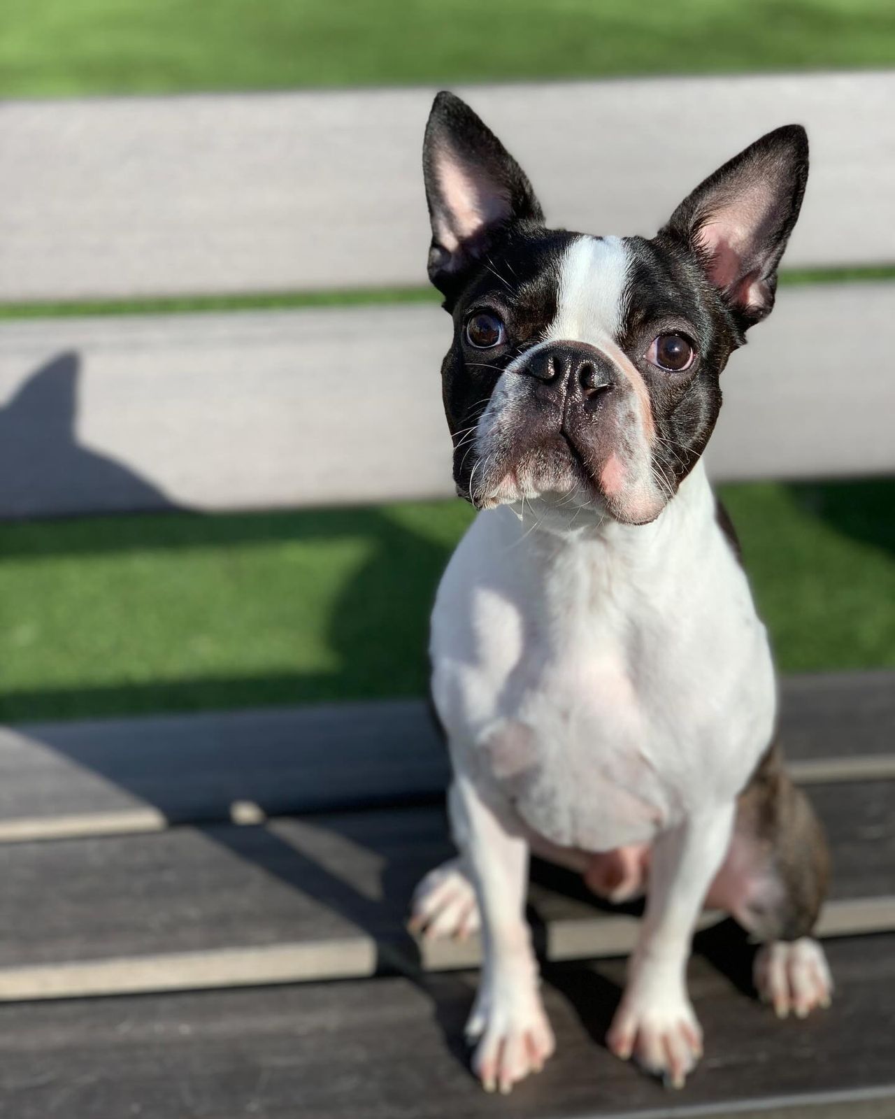 A Boston Terrier with a black and white coat sits on a wooden bench, looking at the camera with its ears perked up, and green grass in the background.