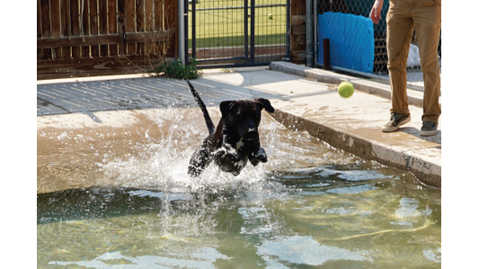 A black dog leaps energetically into a pool, splashing water, chasing a yellow tennis ball thrown by a person in tan pants.