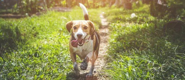 Spring Break Fun for Dogs