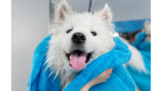 A fluffy white dog, looking happy with its tongue out, wrapped in a blue towel after a bath.