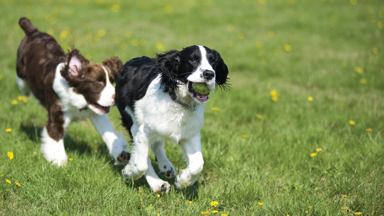 Two pups chasing each other at Pups at Play Livingston