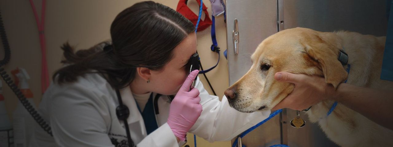 A veterinarian examines a Labrador Retriever's eye using an ophthalmoscope, while an assistant gently holds the dog's head steady.