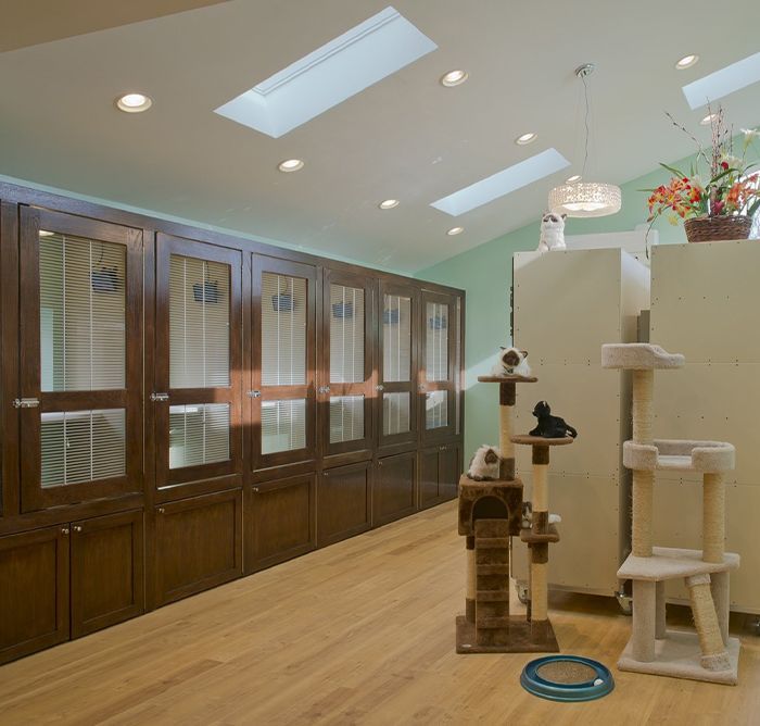 Cat room with wooden enclosures, skylights, cat trees, and a ring toy on the floor.