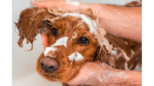 A brown dog is being bathed, covered in soap suds, as hands gently wash its head.
