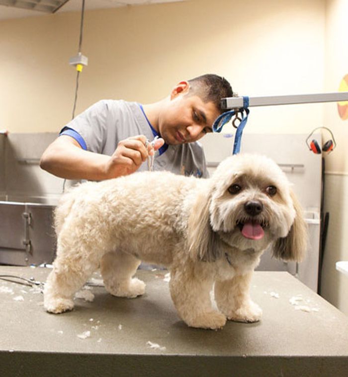 A dog groomer trims a fluffy dog's fur on a grooming table. The dog looks happy with its tongue out.
