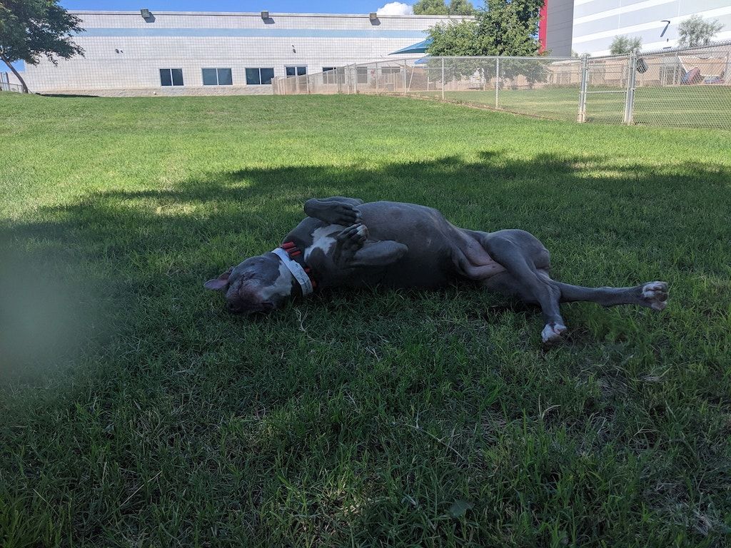 Dog lying on its back in a grassy field, enjoying the outdoors on a sunny day near a white building.