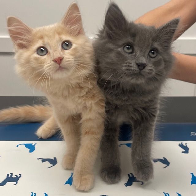 Two fluffy kittens, one cream-colored and one gray, sitting close together on a table with a cat pattern, looking upwards.