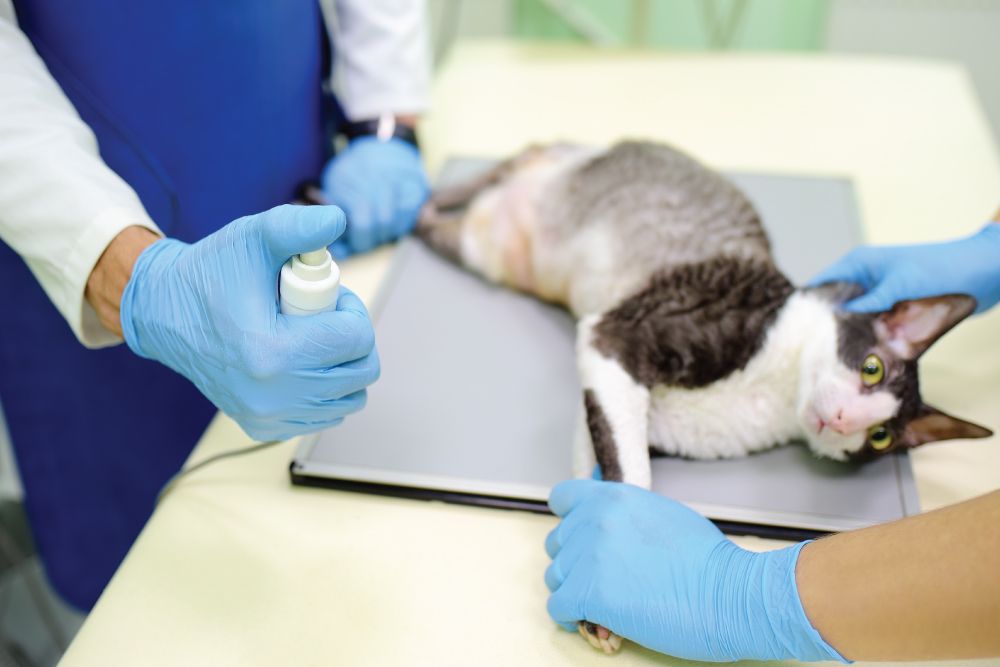 A cat lying on a veterinary table, surrounded by hands in blue gloves, with one person spraying a substance near the cat's body.