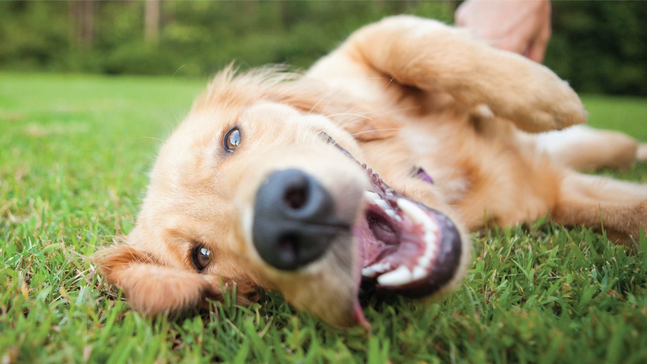 Golden retriever lying on grass, playfully looking at the camera with its mouth open, showing a joyful expression.