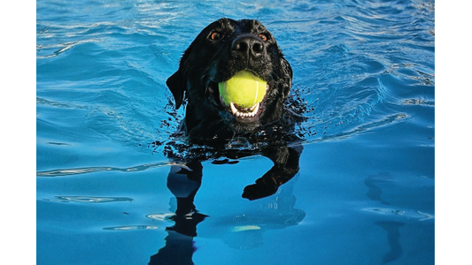 Black Labrador swimming in a pool, holding a bright green tennis ball in its mouth.