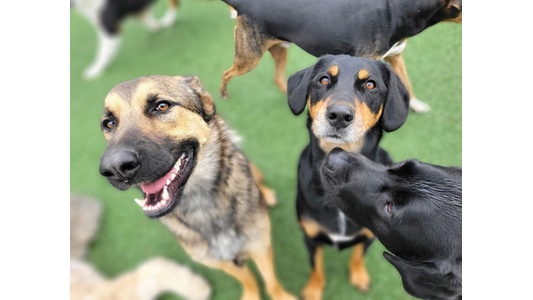 Three dogs, two with black and tan fur and one with black fur, standing on grass, with one dog smiling at the camera.