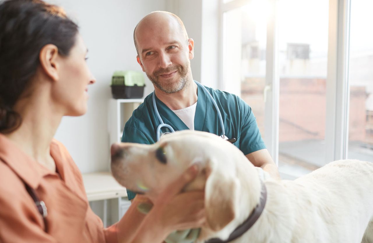 A vet examines a light-colored Labrador Retriever while talking to a woman at a veterinary clinic. Sunlight streams through the window.