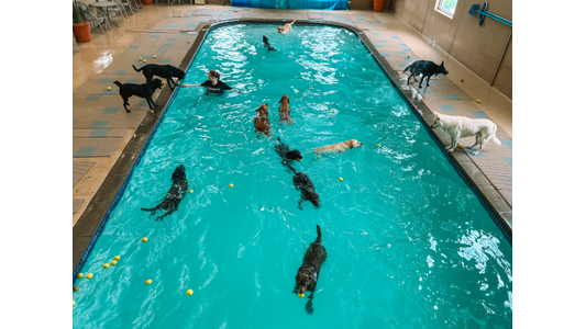 Dogs swimming and playing with yellow balls in an indoor pool, with a person supervising.
