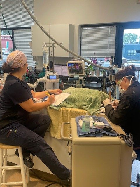 Two veterinary professionals conduct surgery on an animal, surrounded by equipment and monitoring devices in a clinical setting.