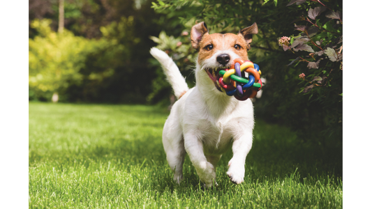 A Jack Russell Terrier runs on grass, holding a colorful toy ball in its mouth, surrounded by green foliage and bright sunlight.