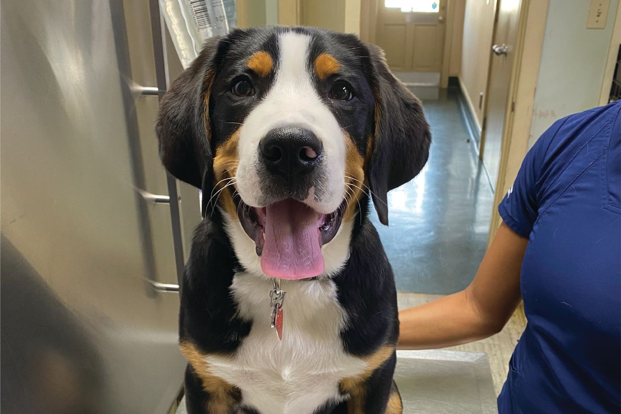 A happy dog sitting indoors with its tongue out. The dog has a black, white, and brown coat, and a person in blue scrubs is beside it.