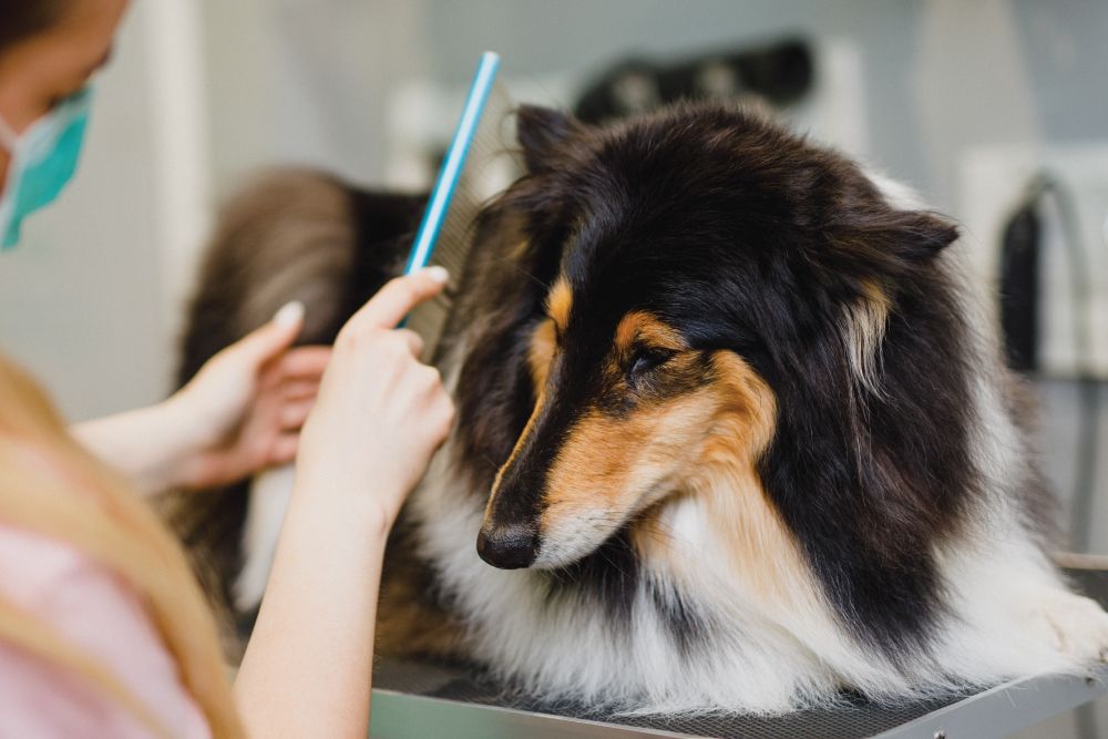 A long-haired dog is being gently groomed with a comb by a person wearing a mask at a pet grooming salon.