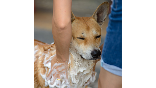 A dog with closed eyes enjoys a bath, covered in soap suds, while a person in denim shorts gently washes it.