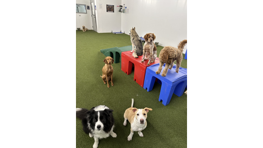 Several dogs of different breeds and sizes playing on colorful platform blocks in an indoor play area with green flooring.