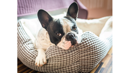 A black and white French Bulldog resting in a textured grey dog bed, looking up with a relaxed expression and ears perked up.