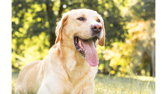 Golden Labrador retriever sitting on grass, tongue out, with a blurred green background.