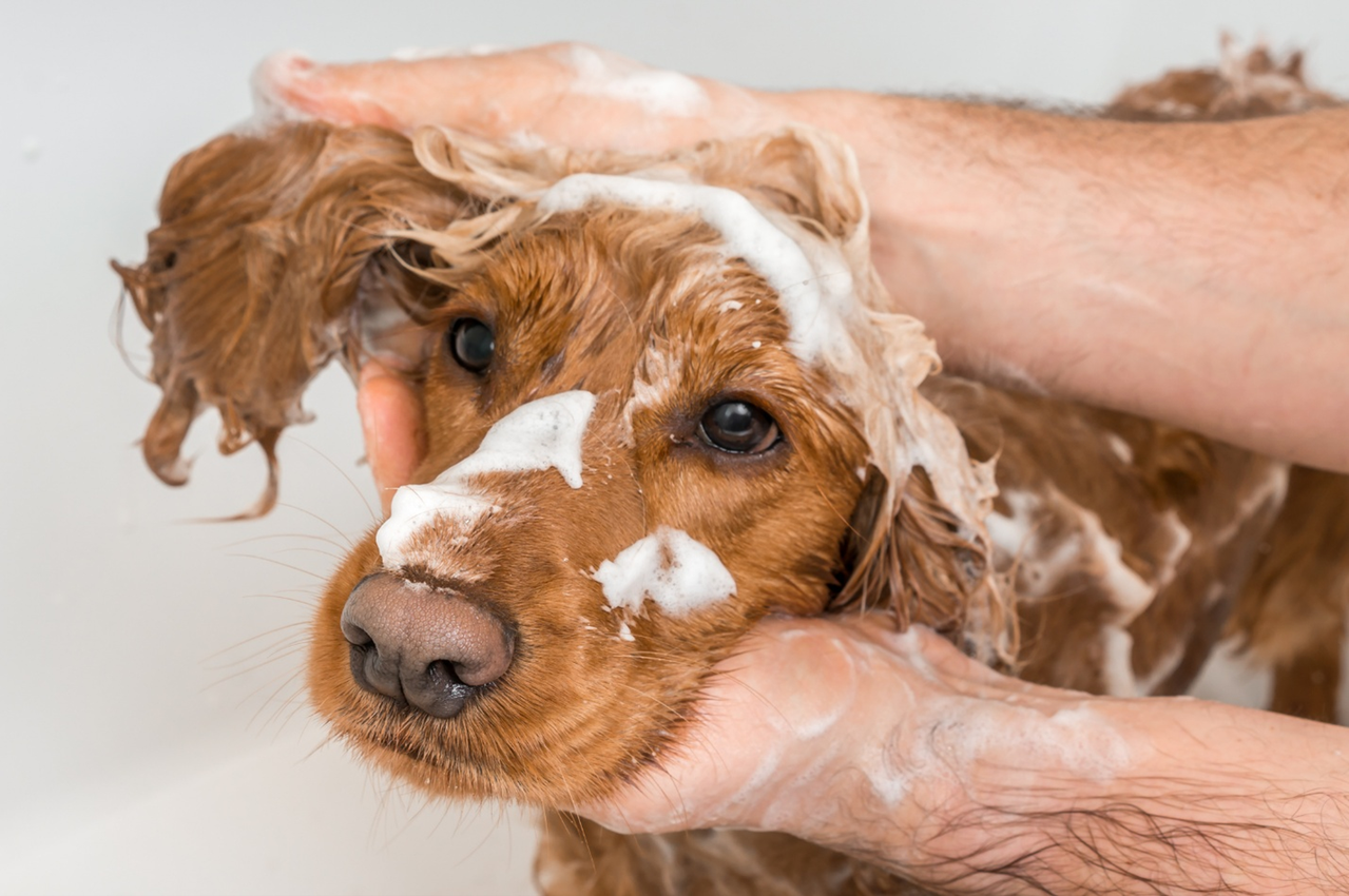How Grooming Improves Your Dog’s Health, Not Just Appearance