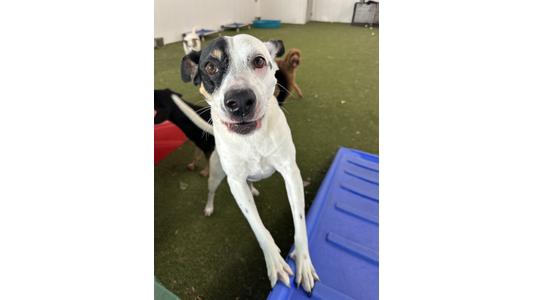 Woman training dog