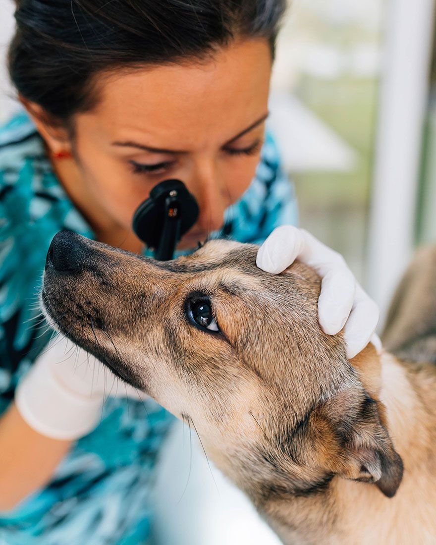 A veterinarian examines a dog's eye with an ophthalmoscope, holding the dog's head gently with gloved hands.
