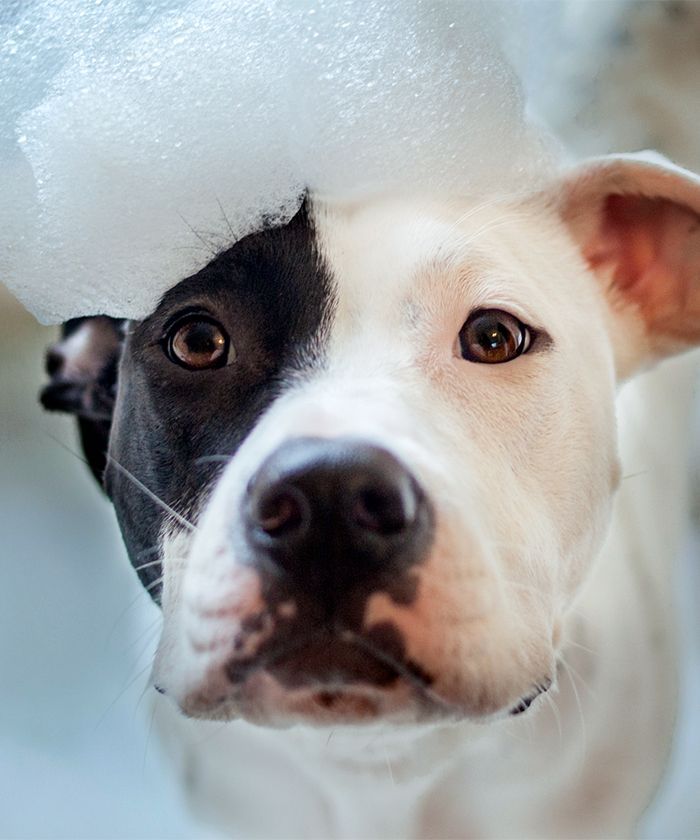 A close-up of a dog with black and white fur, looking curious with foam on its head.