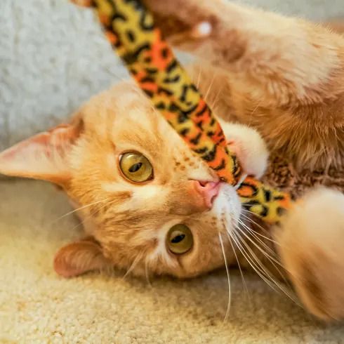 Orange tabby cat playing with a leopard-print toy on a beige carpet, looking intently with wide golden eyes.
