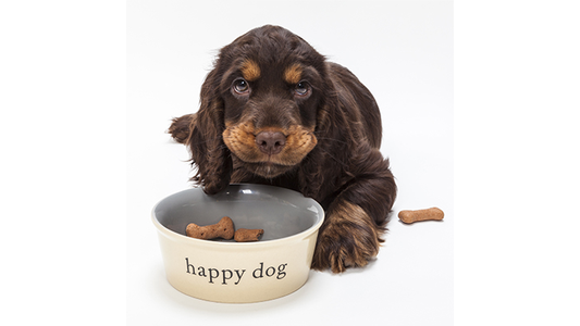 Brown puppy with long ears lies next to a food bowl labeled "happy dog" filled with treats, looking directly at the camera.