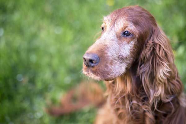 A close-up of a brown Irish Setter dog with long ears and a soft expression, sitting on green grass.