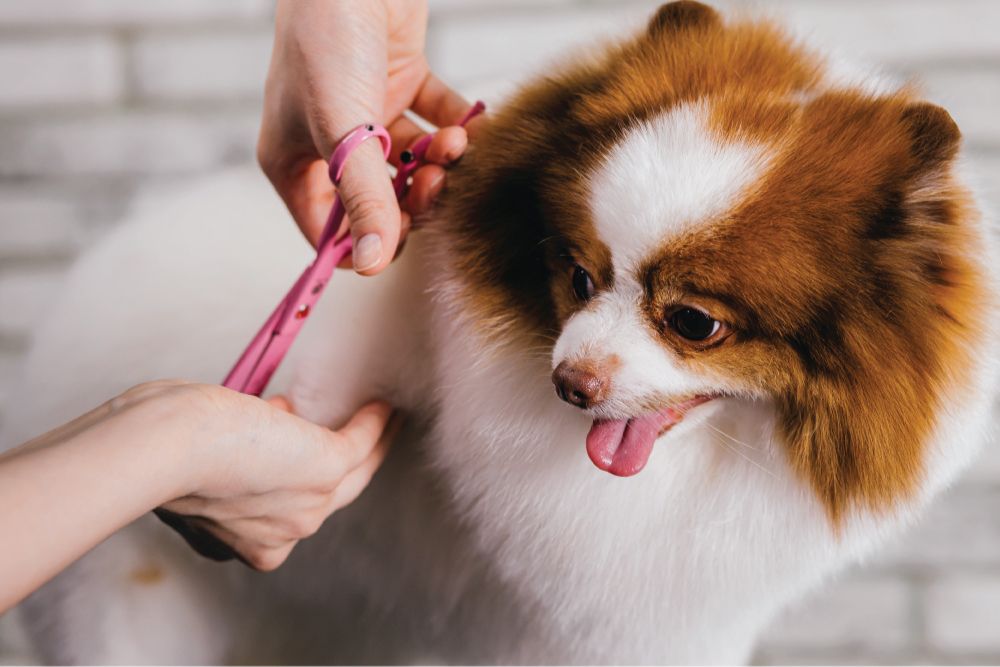 A fluffy Pomeranian with brown and white fur is being groomed with pink scissors. The dog looks content and has its tongue out.