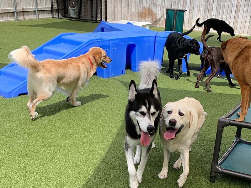dogs Dogs of various breeds playing on a grassy area with a blue slide. A Husky and a Labrador mix are in the foreground.