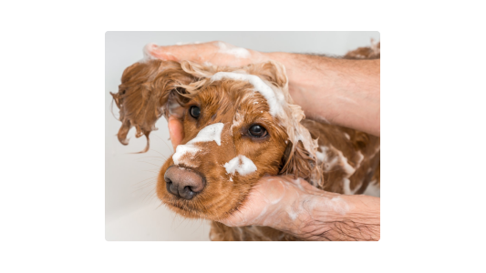 Brown dog being bathed in a tub, covered in soap suds, with hands gently washing its ears and head.