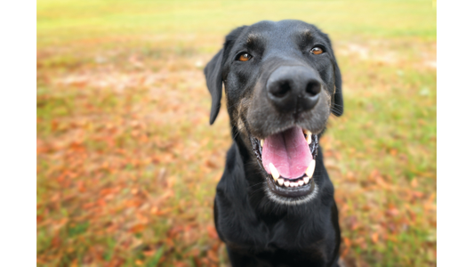 A black dog with an open mouth appears to be smiling, standing on a grassy area with some red leaves scattered on the ground.
