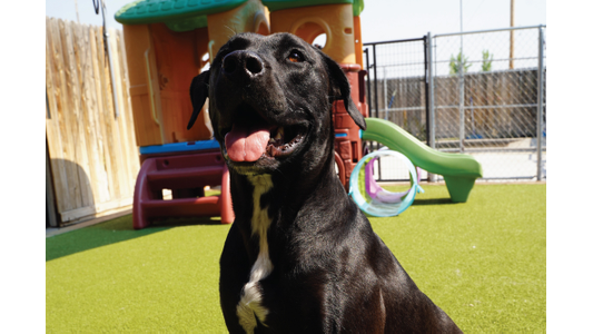 Black dog with a white chest sitting on grass, tongue out, in a fenced playground with toys and slides in the background.