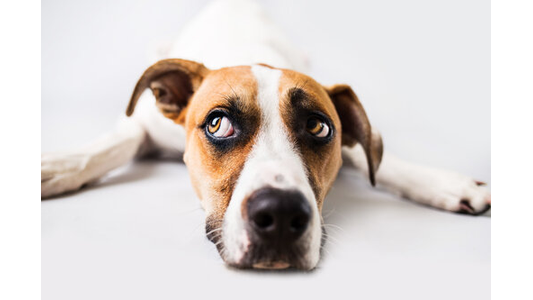 Bulldog standing on a neutral background, looking upward with ears perked, showcasing its wrinkled face and muscular build.