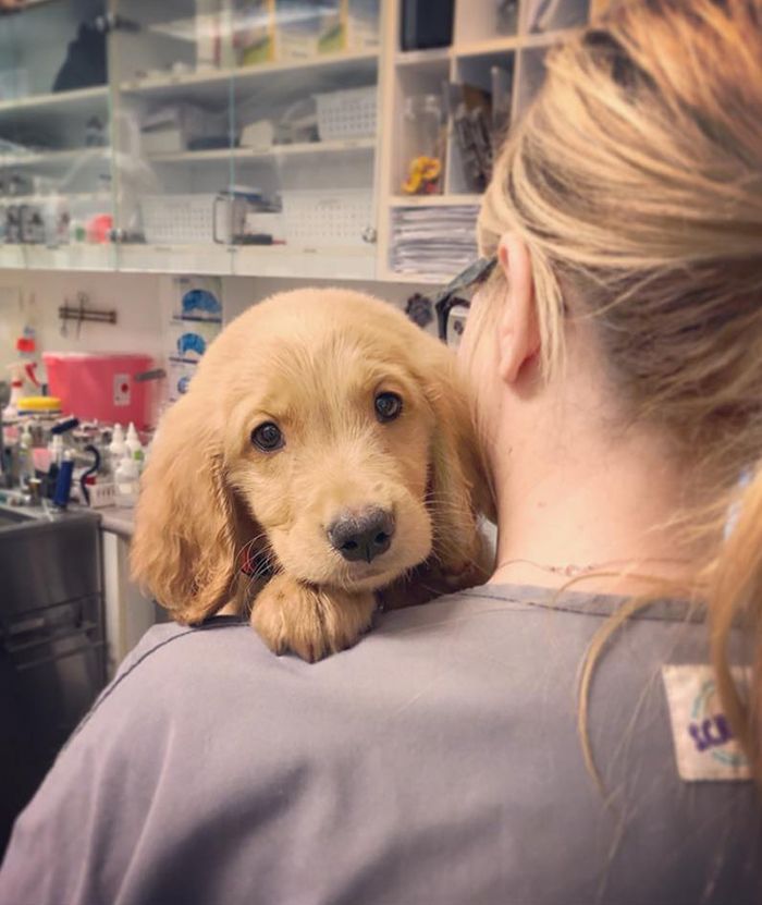A golden retriever puppy rests its head on a woman's shoulder in a veterinary clinic, looking directly at the camera.