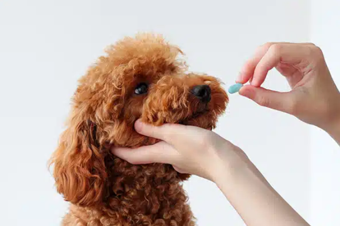 a small, curly-haired brown poodle whose chin is gently supported by a human hand, while a second hand approaches its mouth holding a small, light blue pill or capsule. The image is shot against a clean, plain white background