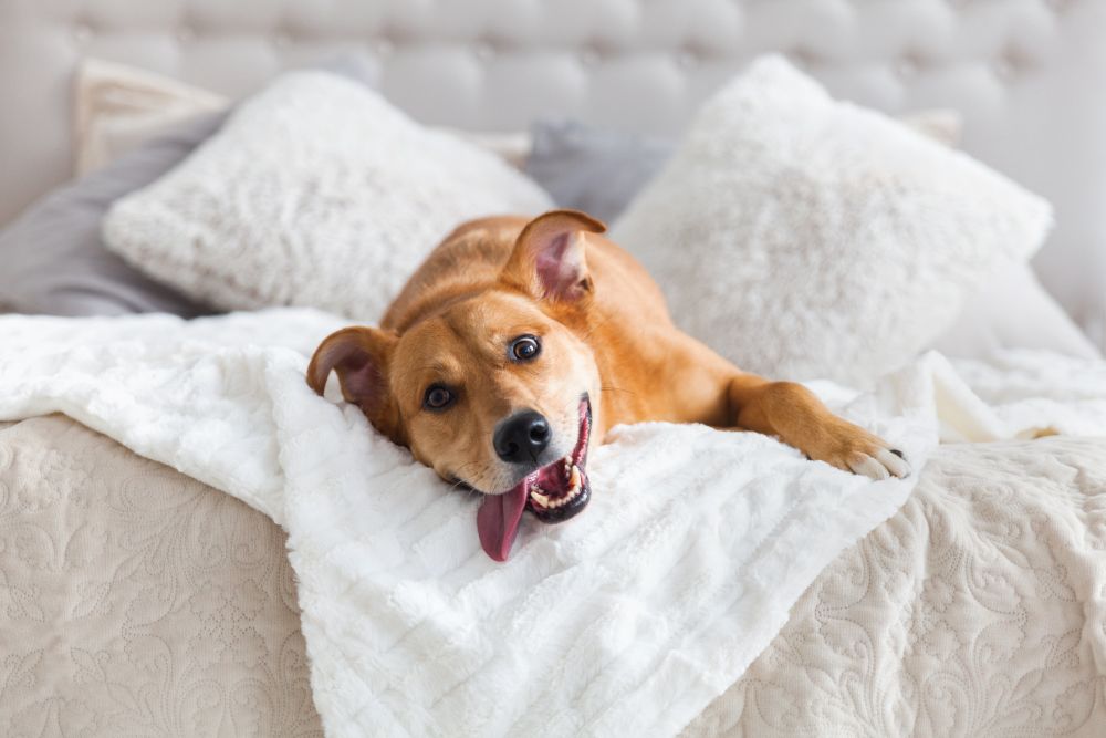 A happy brown dog lies on a bed with white pillows and blankets, its tongue out and ears perked up.