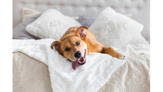 A happy brown dog with ears perked up and tongue out, lying on a white bed with fluffy pillows.
