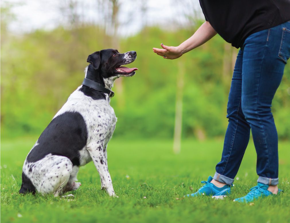 A black and white dog sits on grass, looking up at a person’s outstretched hand during a training session in a park.