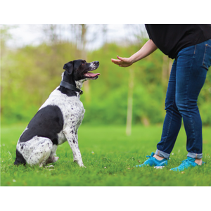 Person training a black and white dog sitting on grass, with trees in the background.