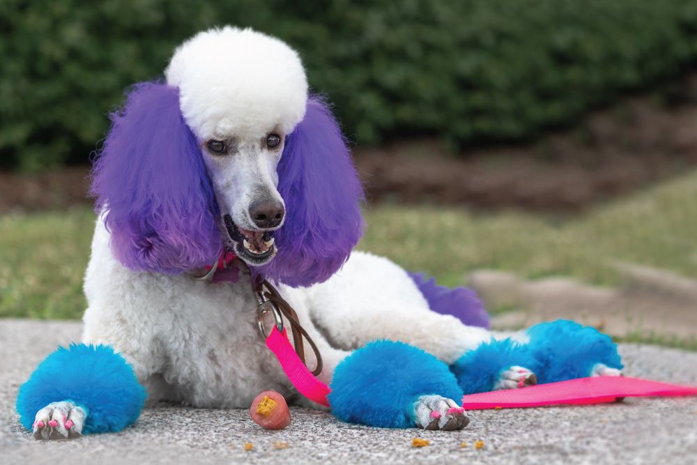 White poodle with purple ears and blue paws, laying on a sidewalk with a pink leash and small orange object nearby.
