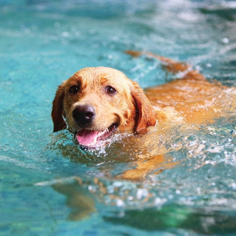 A golden retriever swimming happily in a blue pool