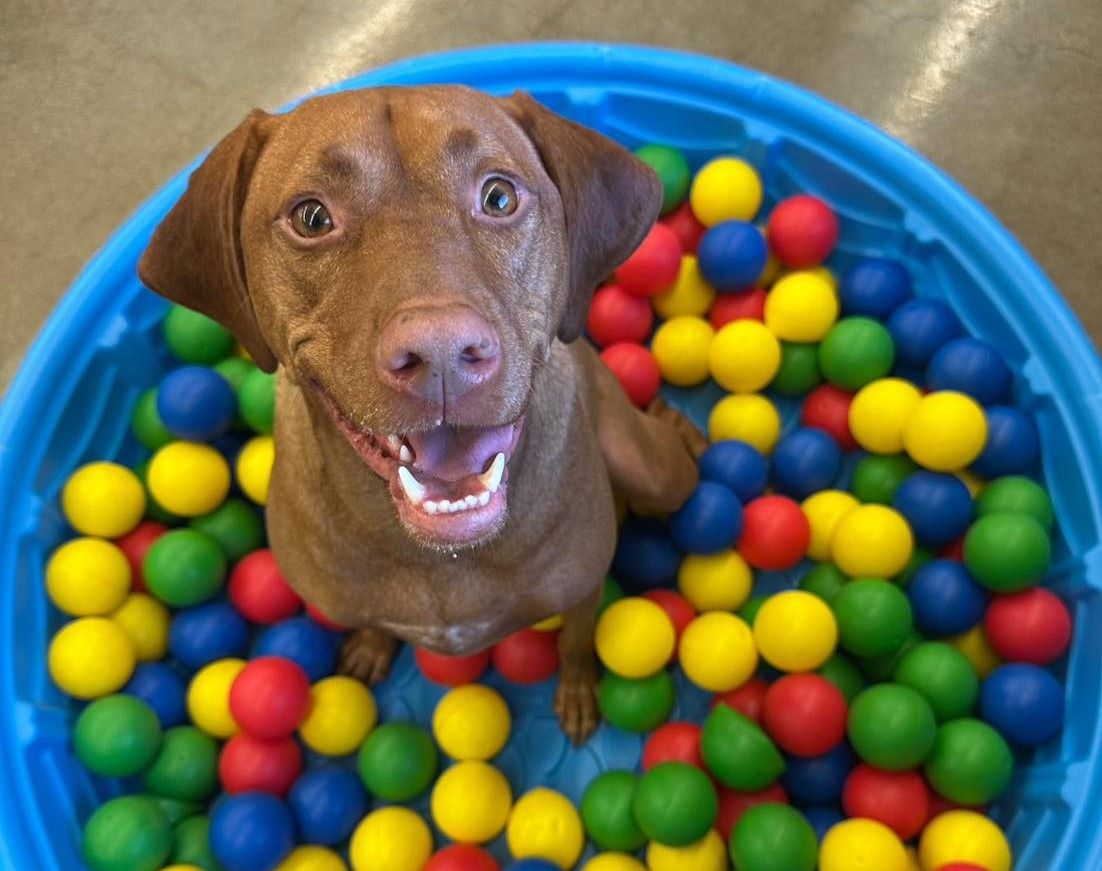 A happy brown dog sitting inside a blue ball pit filled with colorful plastic balls at a dog daycare