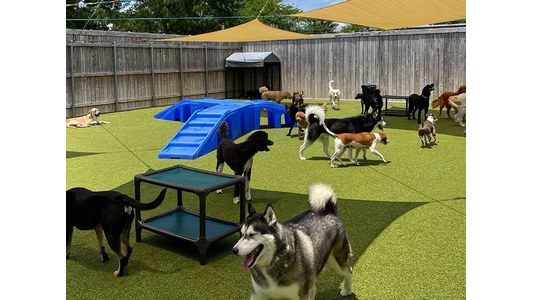 Dogs of various breeds play in an outdoor dog park with artificial turf, a blue ramp, and shaded areas under large canopies.