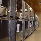 Classic Suite animal kennels with doors and tags hanging on them in a brightly lit hallway.